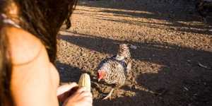 Mistakes to Avoid During the Turkey Rut