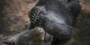 When Is the Best Time to Hunt Black Bear?