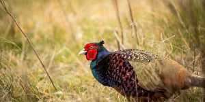 Spring Turkey Hunting – What You Need to Know