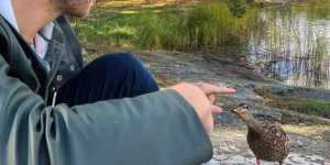 Scouting Tips for Waterfowl in the Rockies