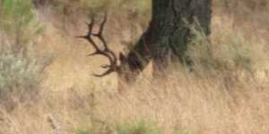 How to Track Deer in Mountain Terrain