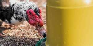 How to Set Up a Ground Blind for Turkeys