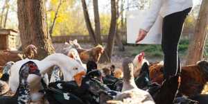Decoy Strategies for Late-Season Ducks