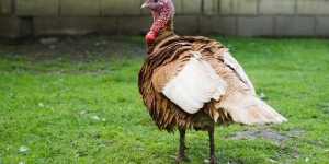 Scouting Public Land for Wild Turkeys