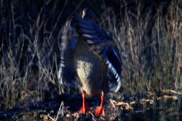 Ideal Time of Day for Goose Hunting Trips