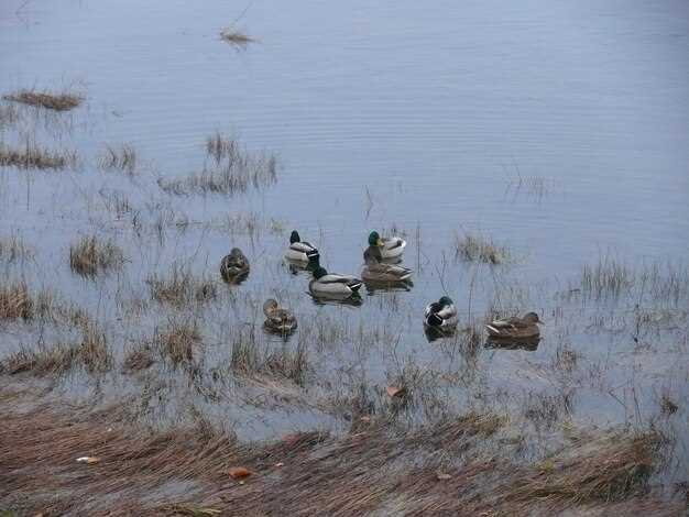 Adjusting Decoy Movements to Mimic Natural Behavior