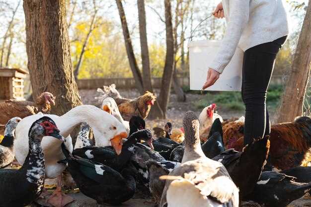 Decoy Strategies for Late-Season Ducks Decoy Strategies for Late-Season Ducks