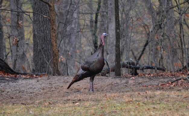 Choosing the Right Location for Your Turkey Blind