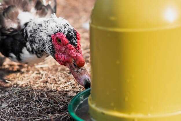How to Set Up a Ground Blind for Turkeys How to Set Up a Ground Blind for Turkeys