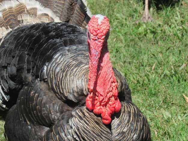 Using Calls and Decoys to Attract Turkeys During Rut