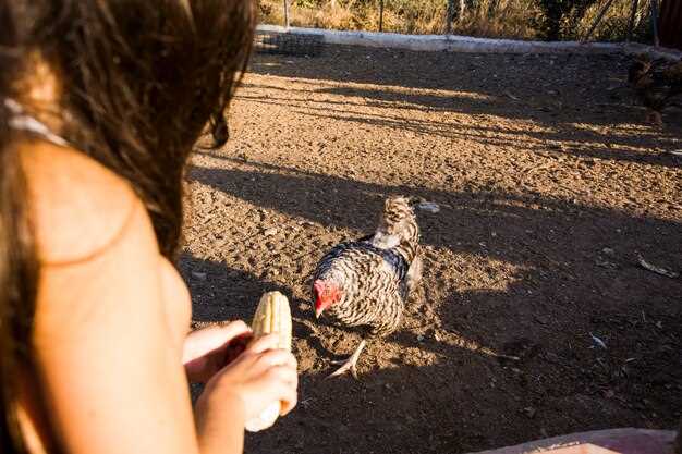 Mistakes to Avoid During the Turkey Rut Mistakes to Avoid During the Turkey Rut
