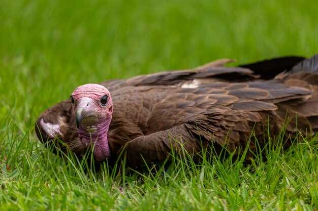 Techniques for Successful Turkey Scouting and Tracking