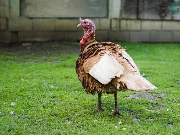 Scouting Public Land for Wild Turkeys