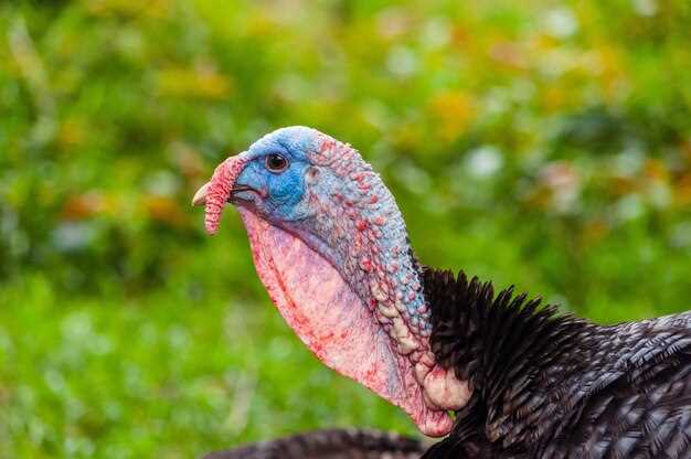 Calling Techniques to Attract Spring Turkeys