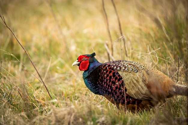 Spring Turkey Hunting – What You Need to Know Spring Turkey Hunting – What You Need to Know