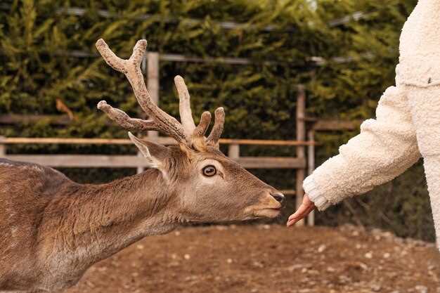 Trophy Mule Deer Hunt: What You Need to Know