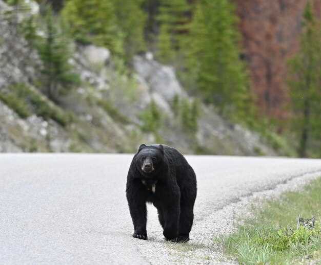 Optimal Weather Conditions for Successful Black Bear Hunts