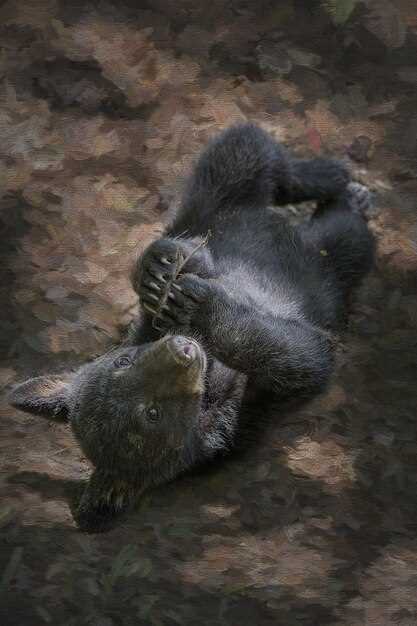 When Is the Best Time to Hunt Black Bear?